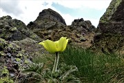 82 Pulaatilla alpina sulfurea con il Pizzo maggiore